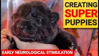 Creating SUPER Puppies!! - How to Do Early Neurological Stimulation