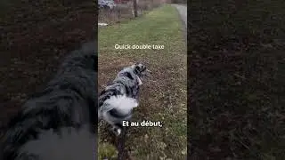 Ce Chien Reconna&icirc;t Son Maitre Apr&egrave;s Ne Pas L'avoir Vue Pendant 6 Mois