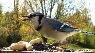 Blue jays and a hungry chipmunk stop by for breakfast in autumn