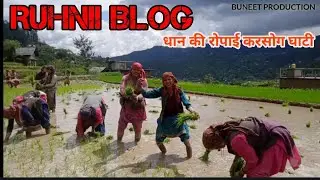 Village bolg | ruhnii Blog | Himachal Pradesh KARSOG धान की रोपाई