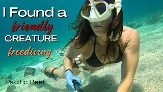Found a Friendly CREATURE Freediving in Crystal Clear Waters at Pacific Reef - mY LONGEST DIVE