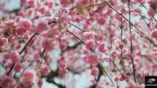 Journey on the Tokaido Road 🏯 Epic Japanese Music | Voyage au Japon Médiéval (Edo)
