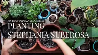 [ASMR] Planting Stephania suberosa #samasaya #withme