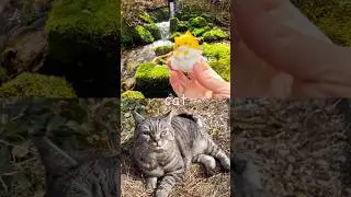 Learn Animal Names at the Waterfall for Babies Kids: Bat Monkey Snake Frog Cat