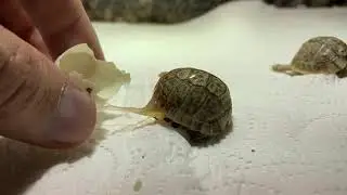 #19 Testudo Kleinmanni - second tortoise baby hatched
