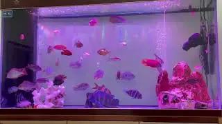 Nothing more satisfying than a crystal clear view after a water change 😍😍😍 #cichlid