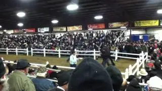 2015 Mid America Draft Horse Sale Lot 55