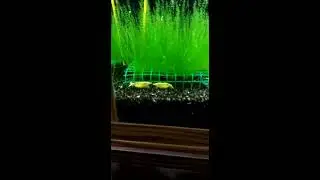 yellow fire  neon 96 liter