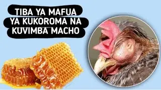 TIBA YA ASILI YA MAFUA YA KUKOROMA NA KUVIMBA MACHO KWA KUKU AINA ZOTE #chicken#agriculture