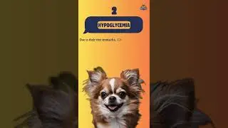 The 5 most common health issues in Dogs Chihuahuas  #caninehealth #doghealth #cutedog