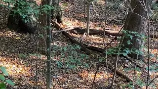 Reality Deer Hunting episode 1