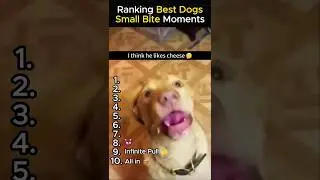 Ranking Best Dogs 