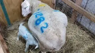 The Head Gate for Lamb Adoption