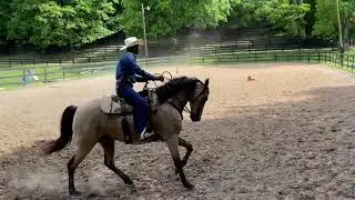 Slim and Hilto. Buckskin Mtn horse gelding.