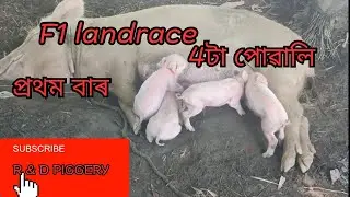 F1 landrace pig delivered 4 piglets today. আজি F1 landrace গাহৰি জনী 4টা পোৱালি দিলে #pig #farming 
