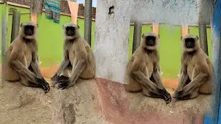 Peaceful Moments with Langur Monkeys | Village Wildlife Life