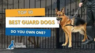 Pooch - Top 10 Best Guard Dogs