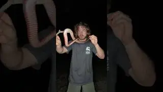 Wild RED BELLY BLACK SNAKE! #shorts #short #animal #snake #australia #venomous