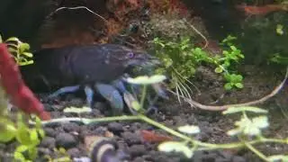 My fish tank.  Atya gabonensis  shrimp. Echinodorus bloom.