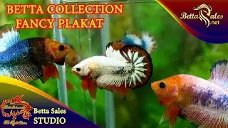 Fancy Copper | Red Fancy Betta Collection - www.BettaSales.net - 01227678979