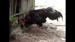 MOV06982