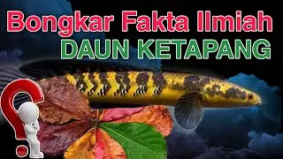 Fakta Atau Mitos !? Perlukah Daun Ketapang Dalam Treatment Channa Maru ?