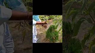 Khed Temple Garden Mini Vlog 🎍🎍 #luckyvlogs #vlog