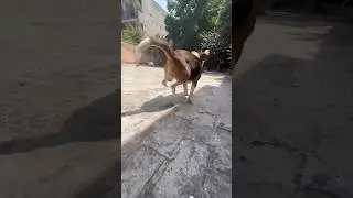 Check speed of my beagle dog my beagle run so 💨 😱😱|JACK|#viral #trending #beagle #youtubeshorts