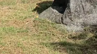 紅猴Patas Monkey/Taipei Zoo 