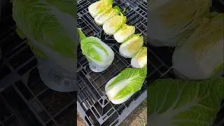 Она та, которая может удивлять! Как вырастить капусту Дженки. #agritech#farming#farmingblog#villagе
