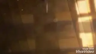 Future dairy amv
