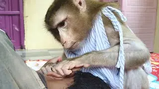 This Monkey's Secret Talent Earwax Removal Will Surprise You!