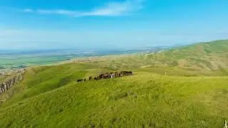 Horses grazing on rolling green hills under clear blue sky, drone view