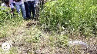 Takeover Tuesday - Pygmy Hog Release