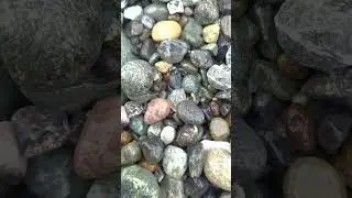 #beachcombing #pnw #sealife #wa