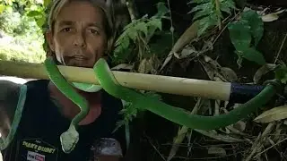 SNAKE DISCOVERY green pit viper snake facts! 🐍