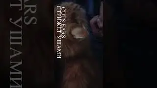 emotions  peek a boo прятки ку ку  this is power