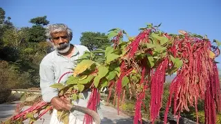 Baranaja: A Climate resilient farming practice that produces nutritious foods in Uttarakhand