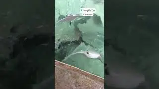 Petting Stingrays! 😱(Memphis Zoo) #stingray #zoo #memphis #shorts #shots #subscribe #like #viral