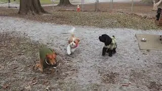 Wednesday mingle - squirrels and a girl 