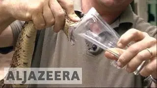 Kenya Snakebite crisis: Anti-venom is running out