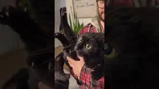 Cats making strange noises