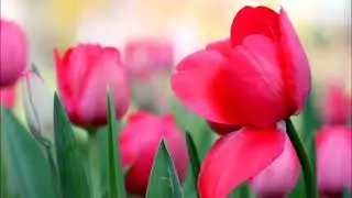 Sahaja Yoga Instrumental Meditation Music - Flute