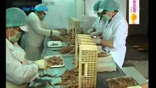 beni saf - Aïn Témouchent