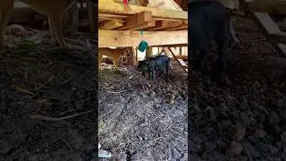 Pig Teasing The Dog                         #animals #pets #shortvideo #shorts