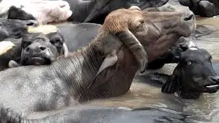 Buffalo Videos, Beautiful Buffaloes Bath In Village Canal Water