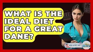 What Is The Ideal Diet For A Great Dane? - Ask A Pet Vet