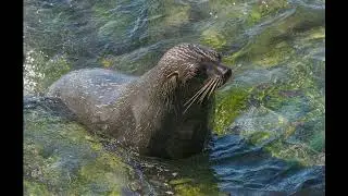 Seals @ Katiki point