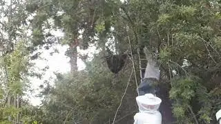 tree bees April 2020