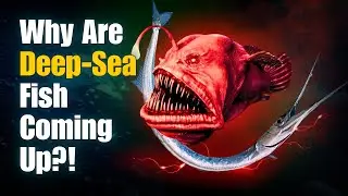 Are These Deep-Sea Fish Warning Us About an Impending Disaster?
